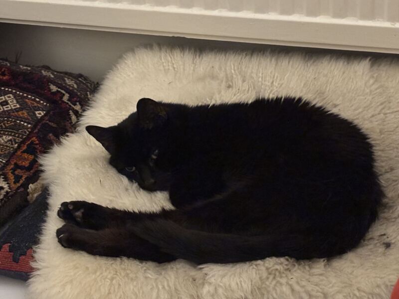 Carry On Catting - the Excellent Cats do what they do best