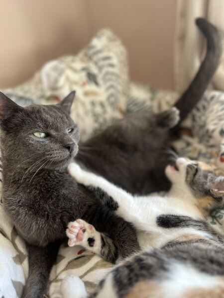 Thanks for the cat photos!