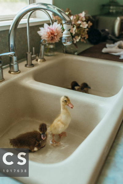 Help! What are these weird things in my sink?!
