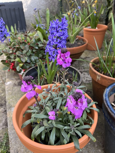 What have you done in the garden today? Part 8