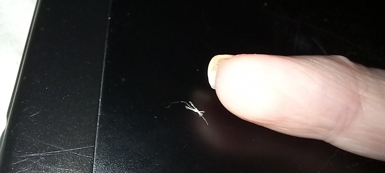 Little bouquets of hairs!