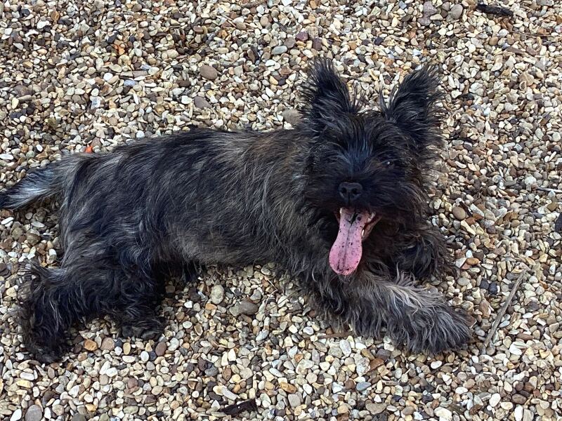 Any advice on breeds?