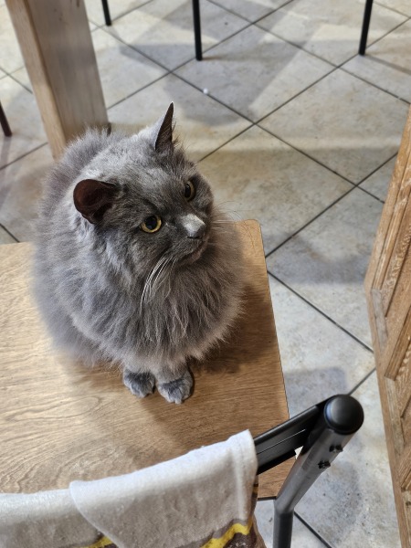 Carry On Catting - the Excellent Cats do what they do best