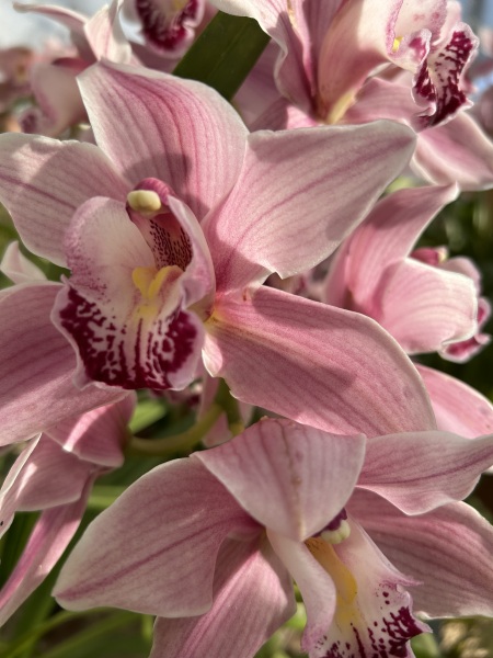 What have you done in the garden today? Part 8