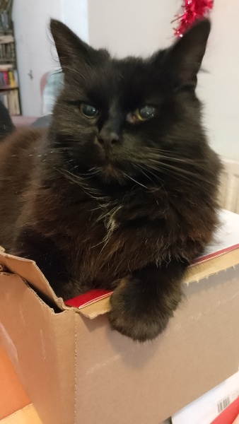 Thanks for the cat photos!