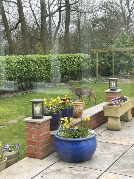 February faffing, wig mischieving, pancake stuffing, bargain gymnastics and looking forward to Spring Shenanigans ❤️