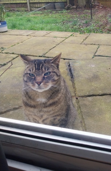 Thread 46 Starmer: Meloj kaj kastoroj sur monbiletoj, arbaro de kolero