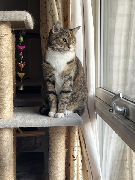 New bf cat sit down- would this annoy you?