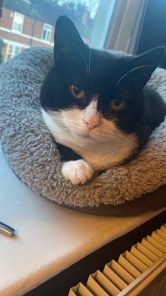 Thanks for the cat photos!