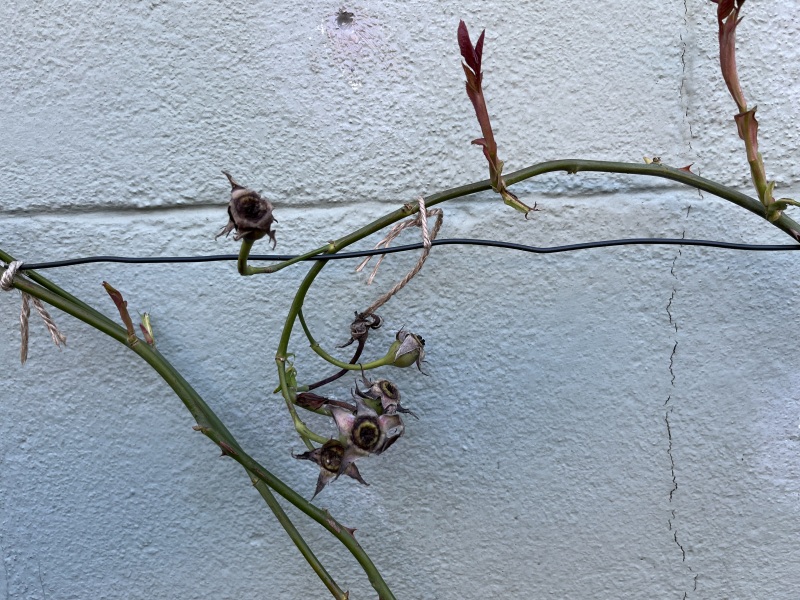 What am I doing with these bits of my rose plant?