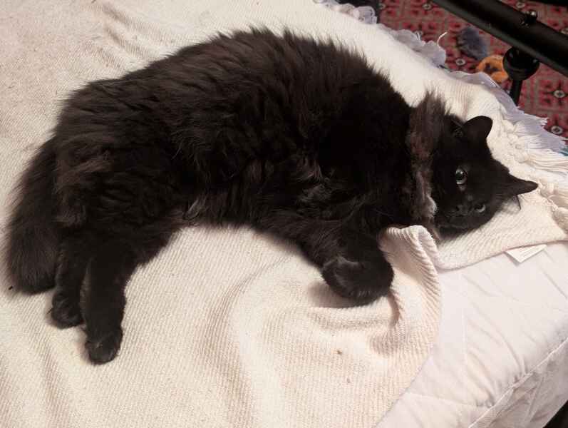 Carry On Catting - the Excellent Cats do what they do best