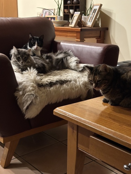 Carry On Catting - the Excellent Cats do what they do best