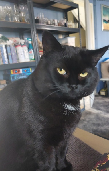 Thread 46 Starmer: Meloj kaj kastoroj sur monbiletoj, arbaro de kolero