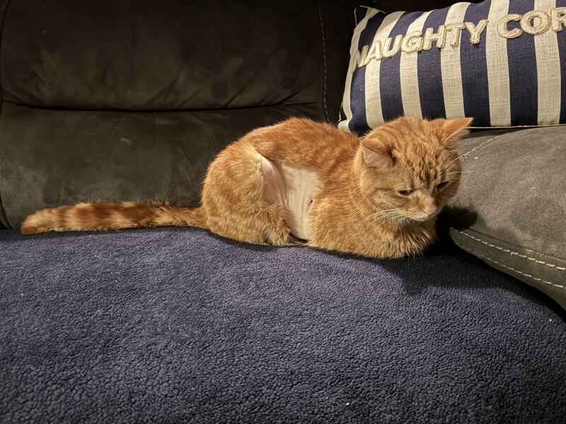 Carry On Catting - the Excellent Cats do what they do best