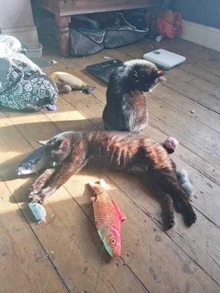 Carry On Catting - the Excellent Cats do what they do best