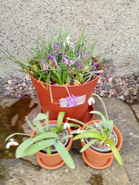 Tulip bulbs - plant BEFORE or AFTER the first frost?