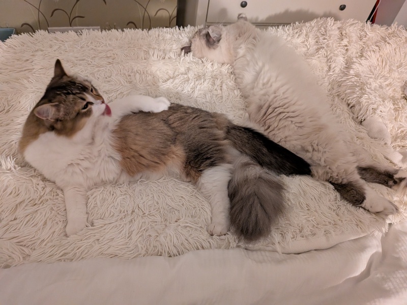 Too tired to do bedtime chores, how do you motivate yourself?