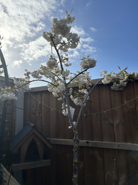 What have you done in the garden today? Part 8