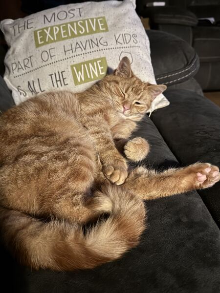 Carry On Catting - the Excellent Cats do what they do best