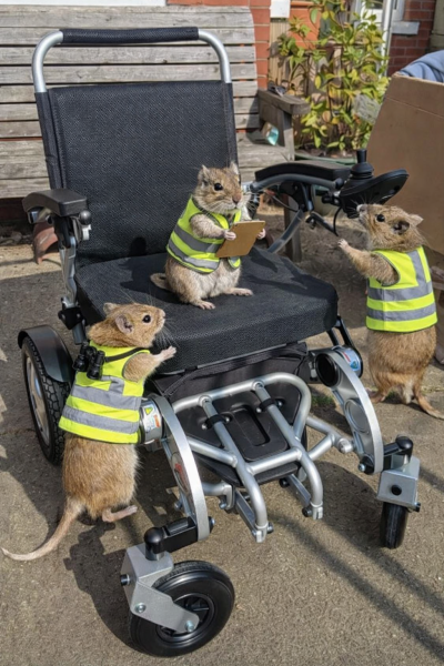 The Bluestocking - Best Pub on the Internet