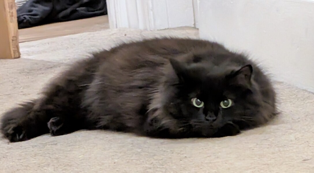 Carry On Catting - the Excellent Cats do what they do best