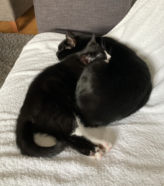 Two rescues