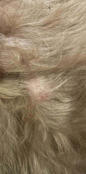 Weird growths on dog.