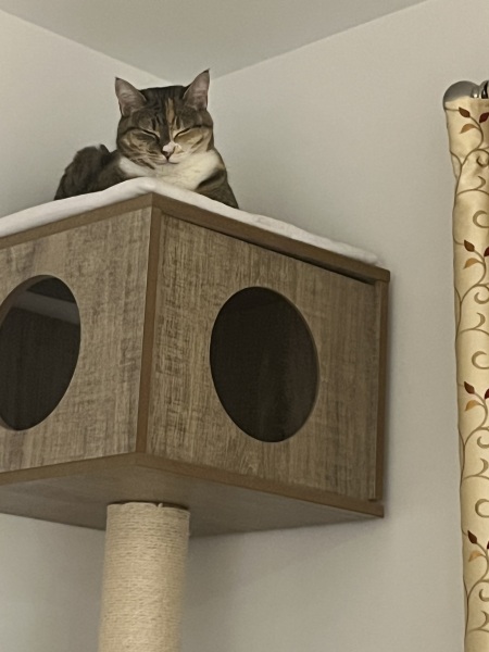 Carry On Catting - the Excellent Cats do what they do best