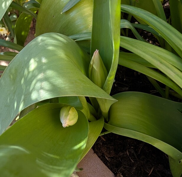What have you done in the garden today? Part 7