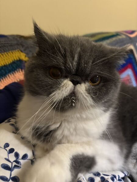 Thanks for the cat photos!