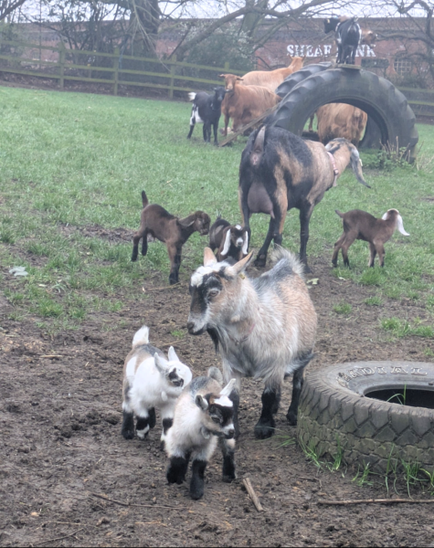 Year round Nigel Slater discussion thread - Part 3