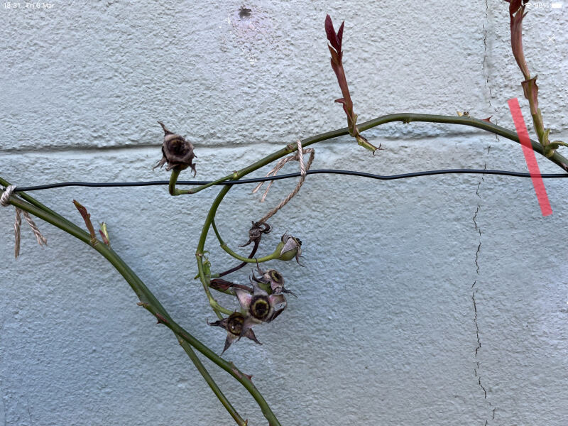 What am I doing with these bits of my rose plant?
