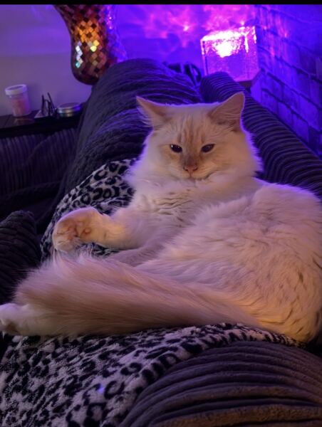 Best vacuum for fluffy cat hair