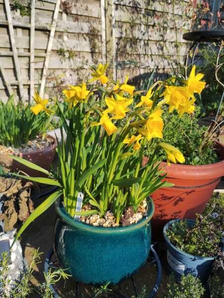 Tulip bulbs - plant BEFORE or AFTER the first frost?
