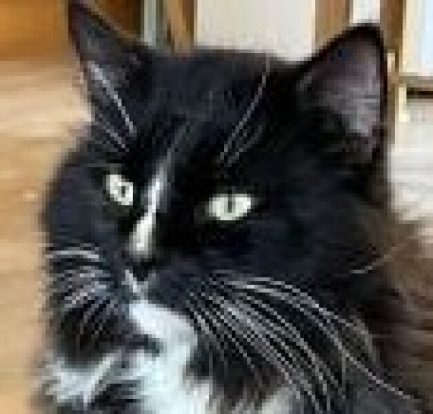 Neglected? cat