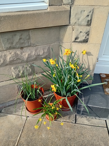 Tulip bulbs - plant BEFORE or AFTER the first frost?