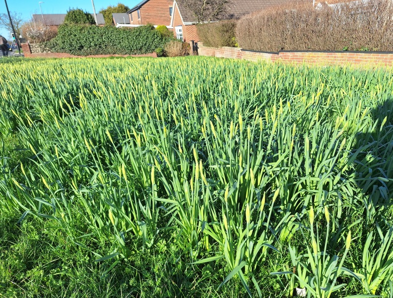 Year round Nigel Slater discussion thread - Part 3