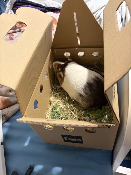 Who would like to meet our newest family member?