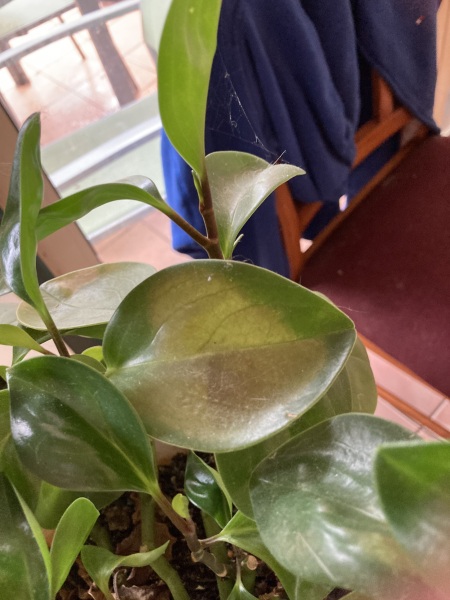 Thanking my Agent of The Patriarchy for his help during a long illness