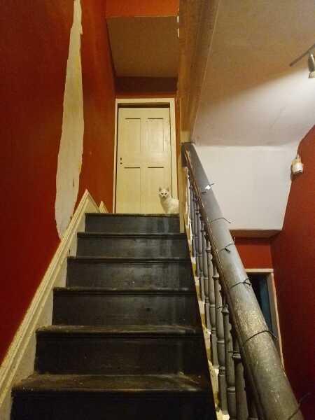 Carry On Catting - the Excellent Cats do what they do best