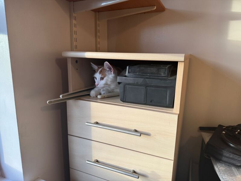 Thanks for the cat photos!