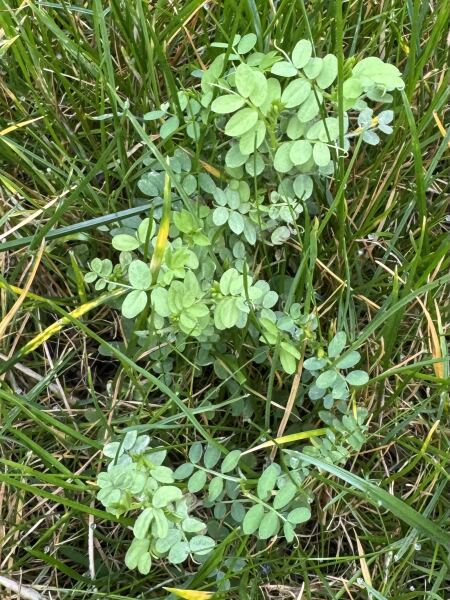 What is growing in my lawn?