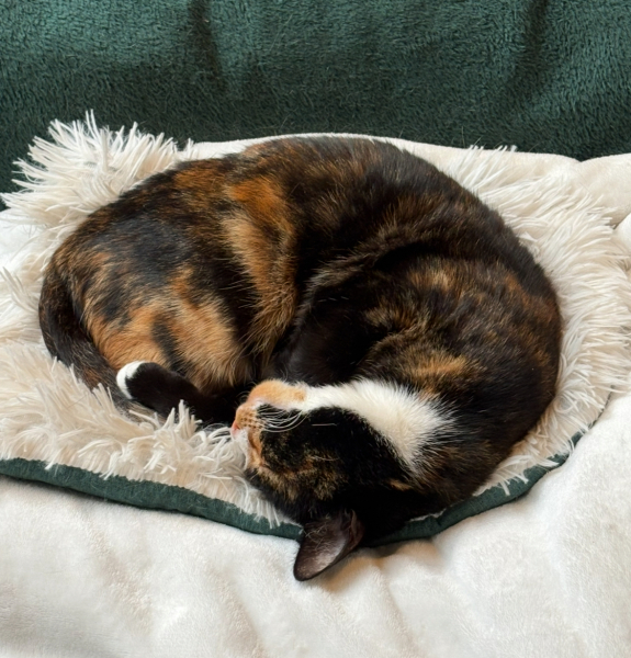 Woolly Hugs. A blanket for lovely wafflenose who has tragically lost her daughter. Can you help us please?