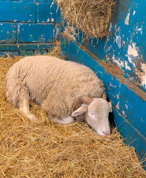 Year round Nigel Slater discussion thread - Part 3