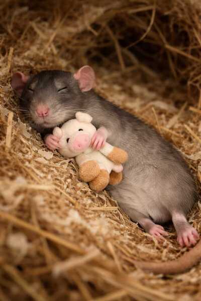 The Bluestocking - Best Pub on the Internet