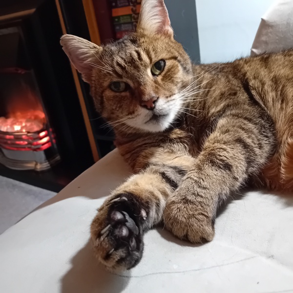 Carry On Catting - the Excellent Cats do what they do best