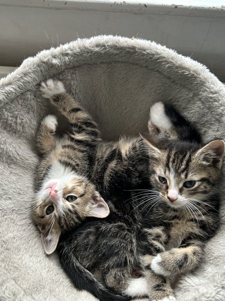 What random nicknames do you have for your pets?