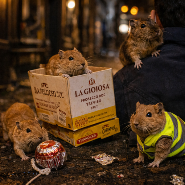 The Bluestocking - Best Pub on the Internet