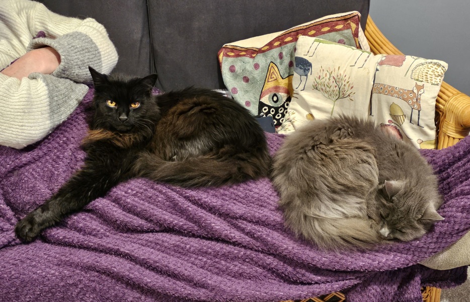 New bf cat sit down- would this annoy you?