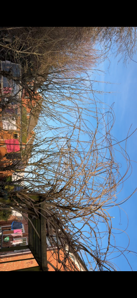 Fan apple trees & wisteria